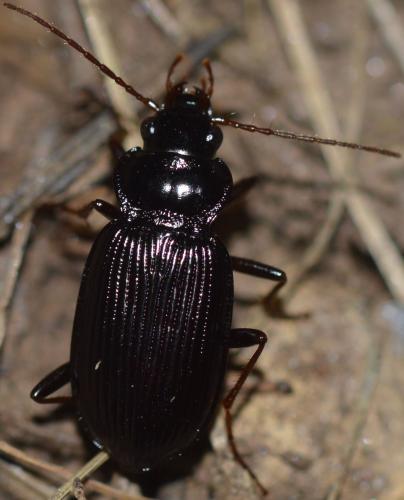 Réf. 226 977 : Nebria brevicollis